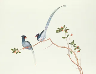 赤い実のなる枝にとまるアカハシカササギ、乾隆時代（1736-96）